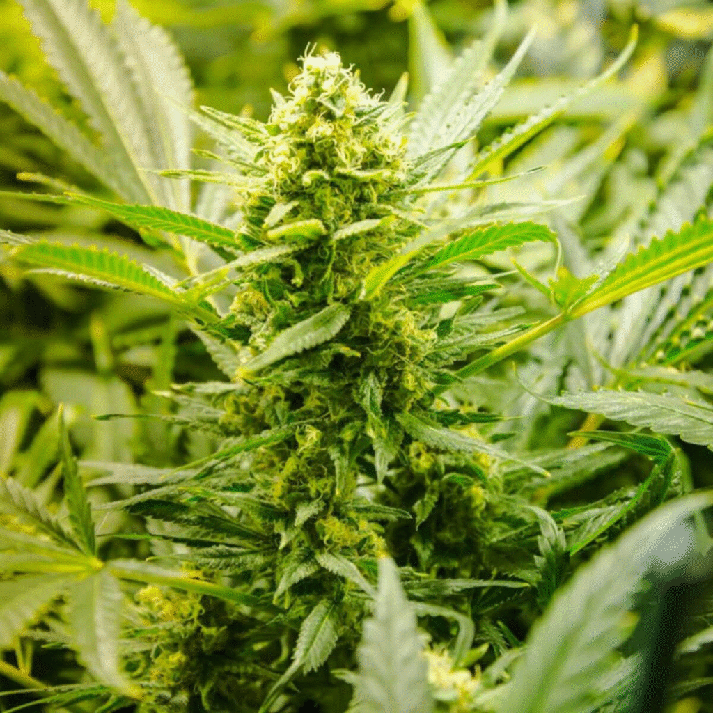 green nation dispensary
