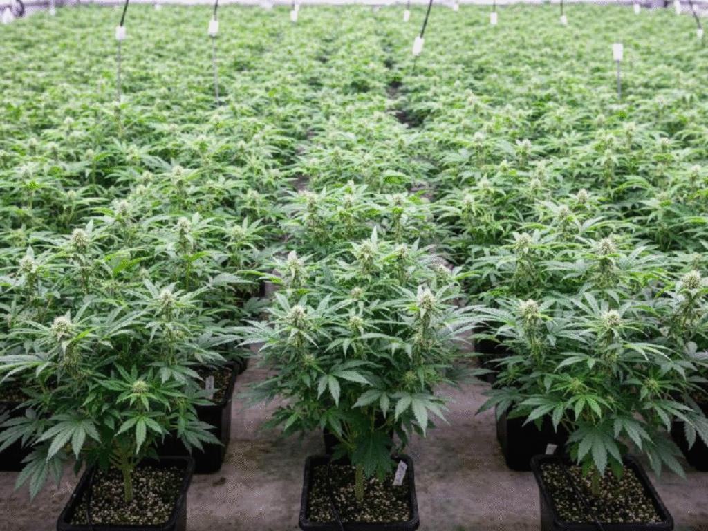 best dispensary